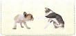 Leather Cat Dog for $21.95